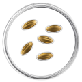 Latvia 15 euro gold proof 2026 - Golden Seeds for 425.00 € ✅