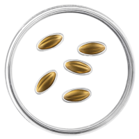 Latvia 15 euro gold proof 2026 - Golden Seeds
